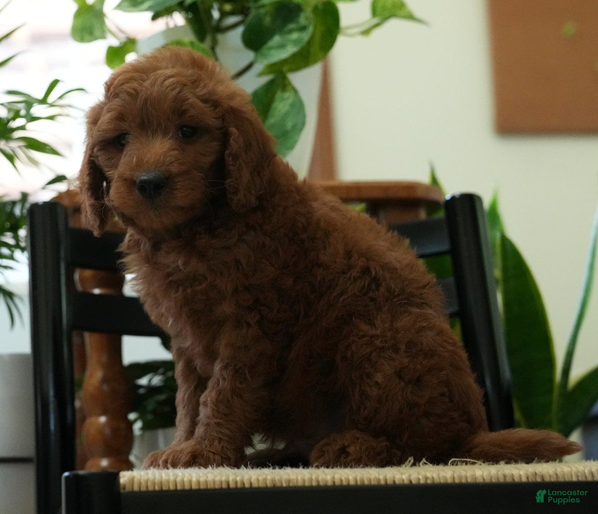 Mini Goldendoodle dogs Jordan - Ad 2