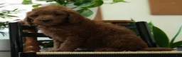 Mini Goldendoodle dogs for sale: Jordan - Ad 2