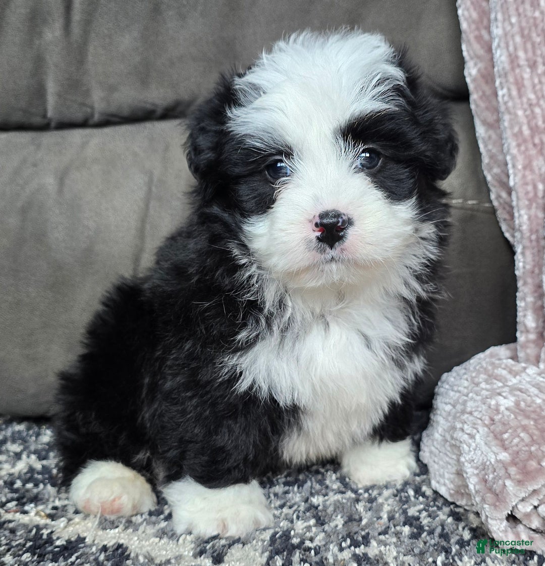 Mini Bernedoodle dogs for sale: Mini Boots - Ad 10