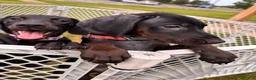 Mixed Breed dogs for sale: Slade - Ad 3