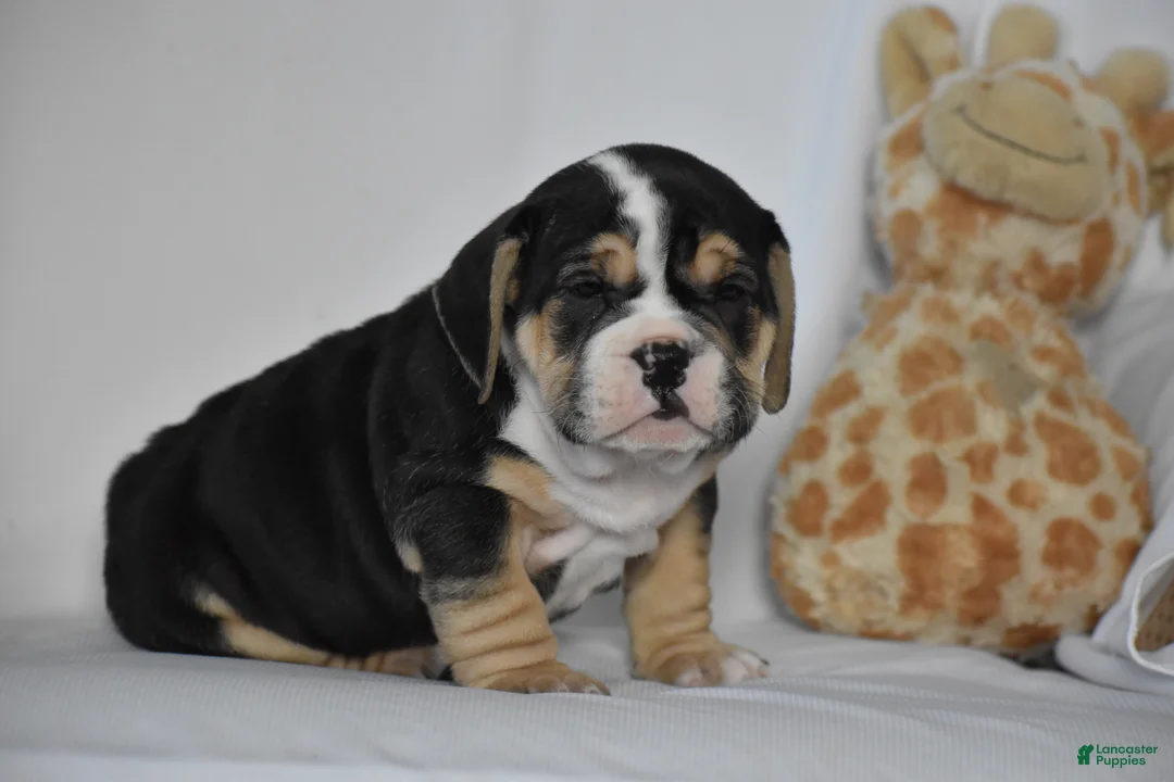 Beabull dogs for sale: Skyler - Ad 5