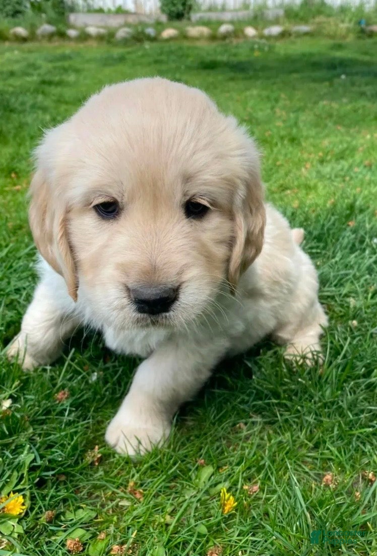 Golden Retriever dogs Golden Retriever Puppy 3 - Ad 3