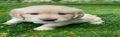 Golden Retriever Puppy 3