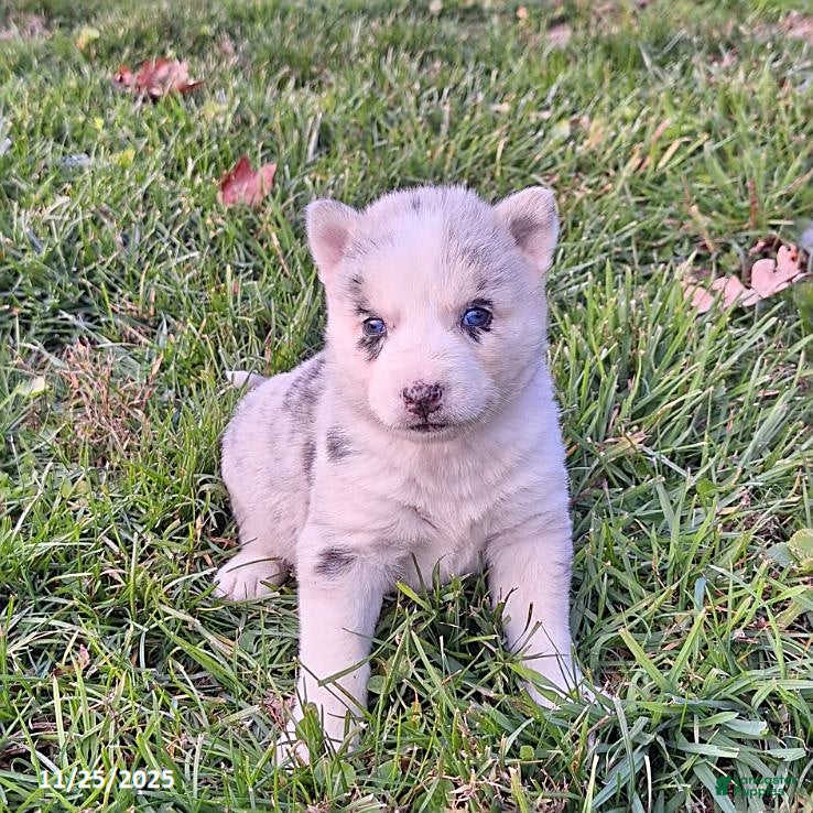 Gerberian Shepsky dogs Cali  - Ad 1