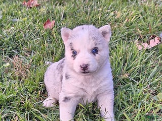 Gerberian Shepsky dogs Cali - Ad 9