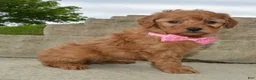 Mini Goldendoodle dogs for sale: Mini Gabby - Ad 5