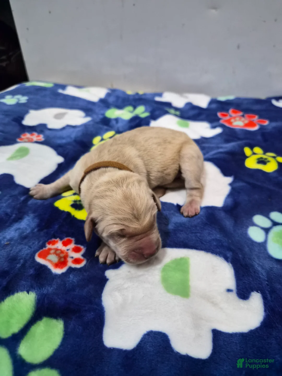 Goldador dogs for sale: Hoss - Ad 2
