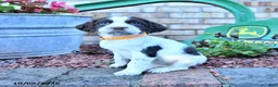 English Springer Spaniel dogs for sale: Becky - Ad 1