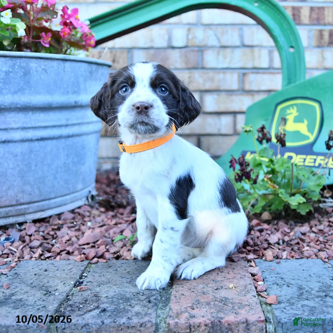 English Springer Spaniel dogs for sale: Becky - Ad 1