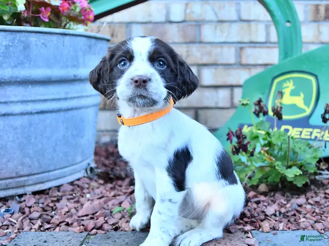 English Springer Spaniel dogs for sale: Becky - Ad 1