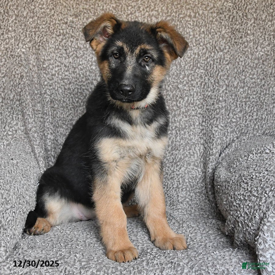 German Shepherd dogs Skyler - Ad 36