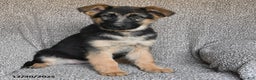 German Shepherd dogs for sale: Skyler - Ad 1