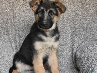 German Shepherd dogs Skyler - Ad 34