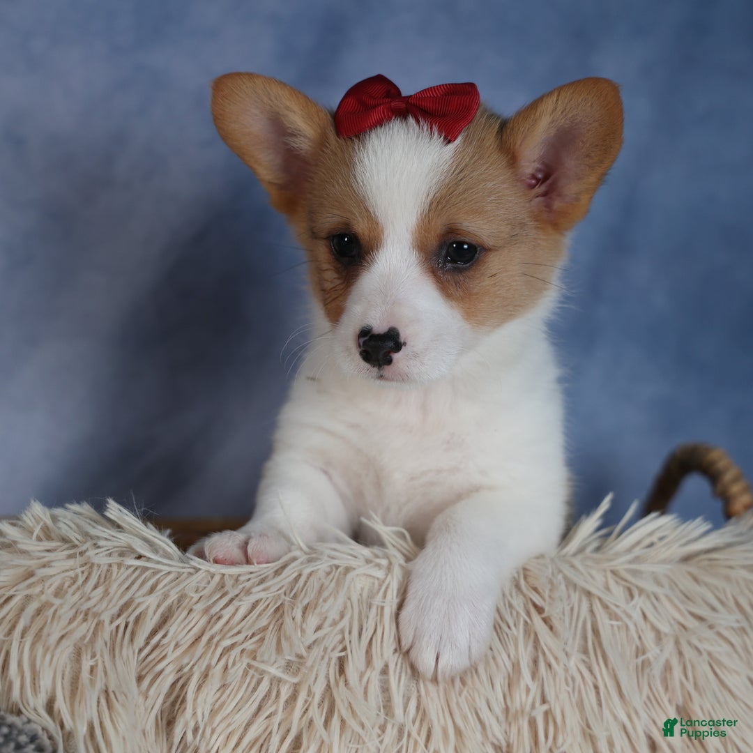 Welsh Corgi Pembroke dogs for sale: Dolly - Ad 2