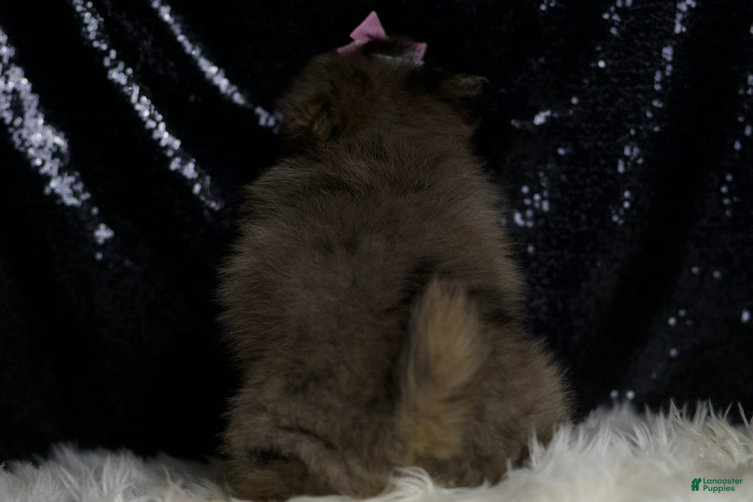 Pomeranian dogs for sale: Fluffy - Ad 7