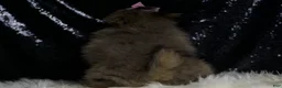 Pomeranian dogs for sale: Fluffy - Ad 7