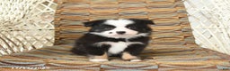 Toy Australian Shepherd dogs for sale: Cira - Ad 5
