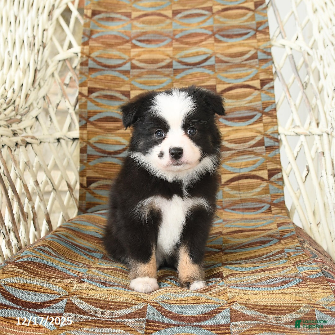 Toy Australian Shepherd dogs for sale: Cira - Ad 5
