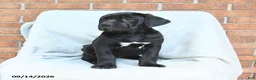 Cane Corso dogs for sale: Barbie - Ad 3