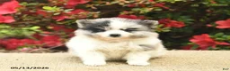 Pomeranian dogs for sale: Blossom  - Ad 3