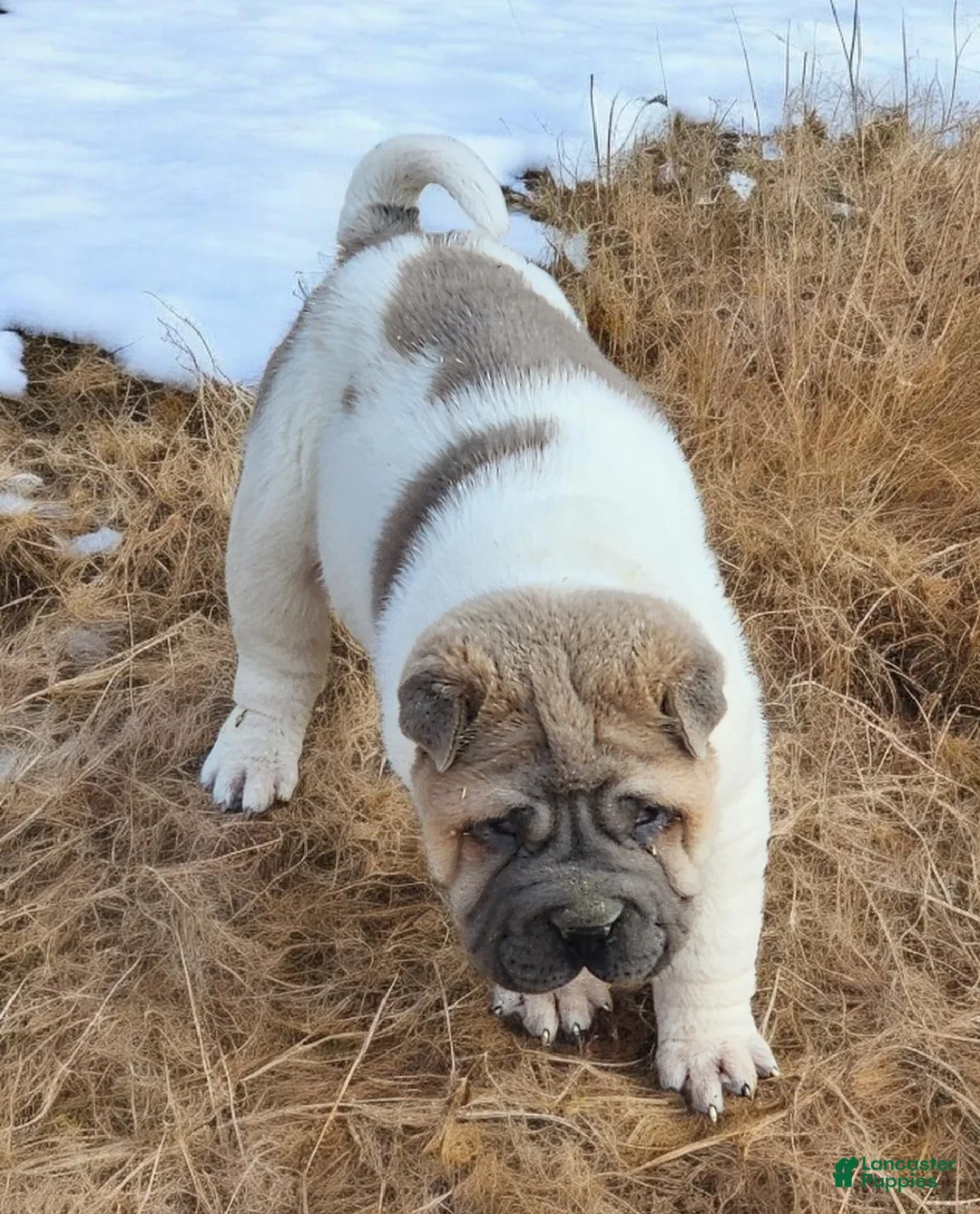 Shar Pei dogs for sale: Isabella mini flower  - Ad 11