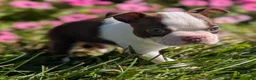 Boston Terrier dogs for sale: Red Pepper - Ad 8