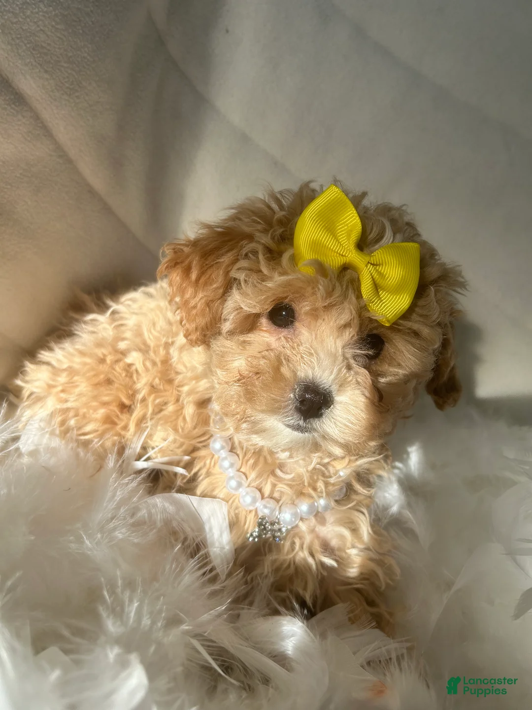 Mixed Breed dogs for sale: Moca - Ad 3