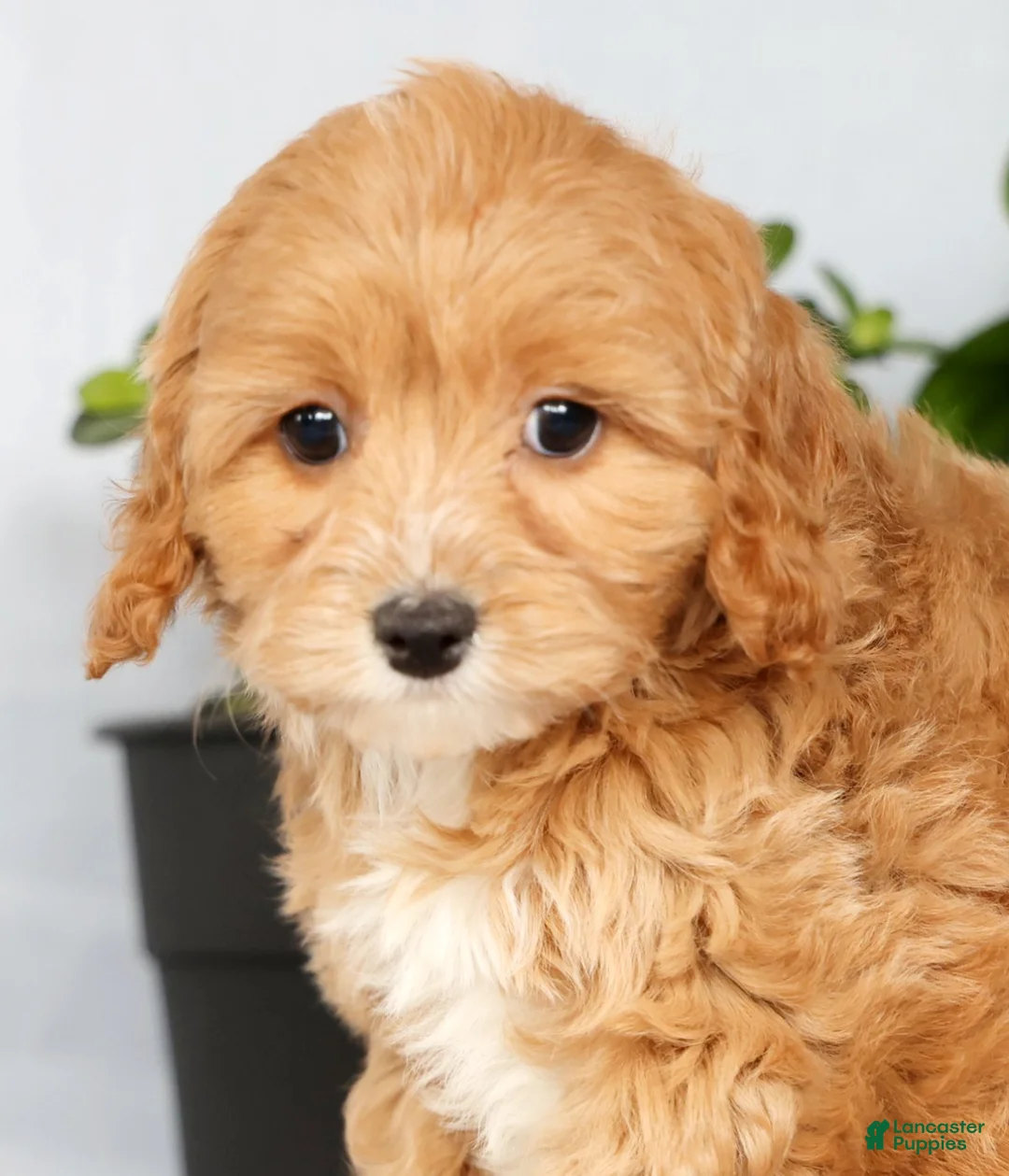 Cavapoo dogs for sale: Paisley - Ad 9