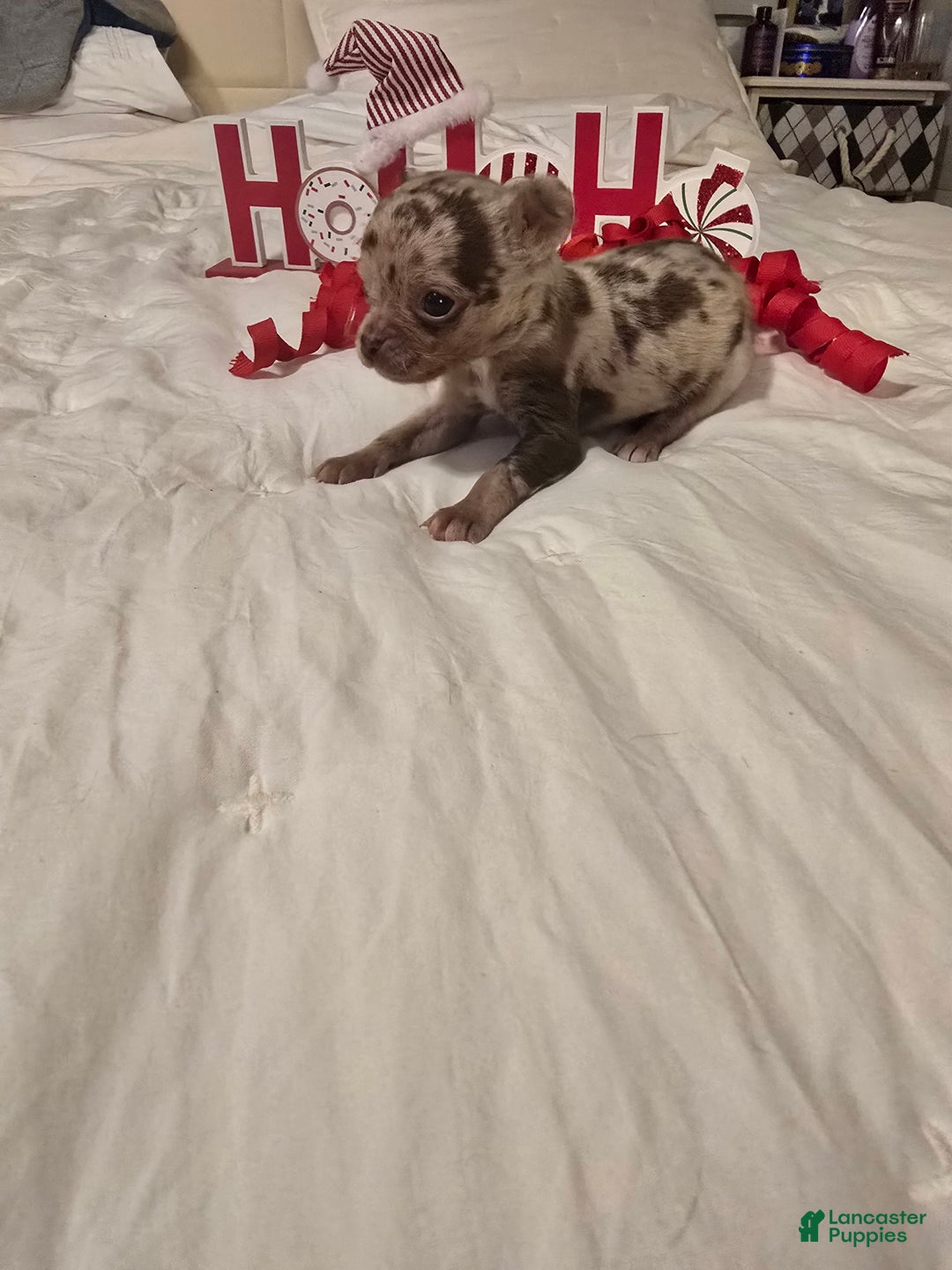 Chihuahua dogs for sale: Lana - Ad 5