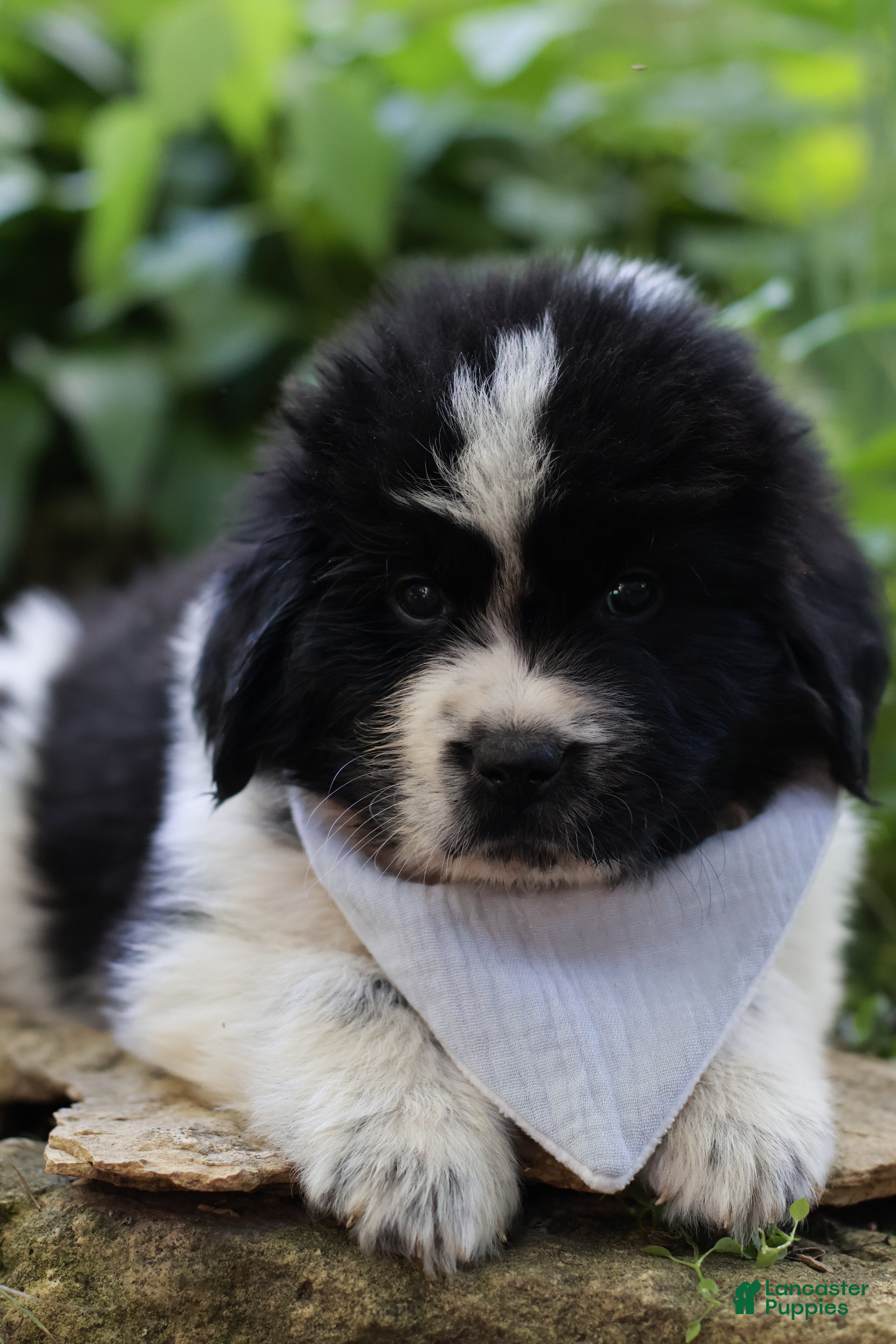 Newfoundland dogs Mario - Ad 1