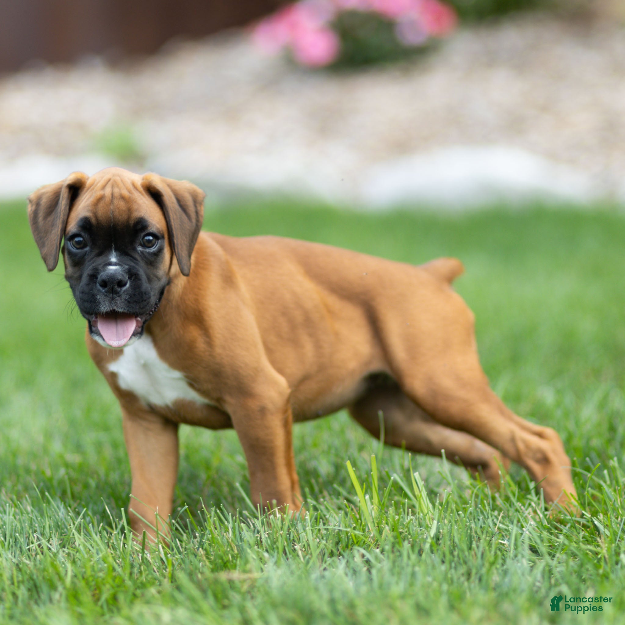 Boxer dogs Nettie Boxer  - Ad 1