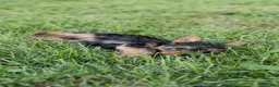 Yorkshire Terrier dogs for sale: Jackson - Ad 8