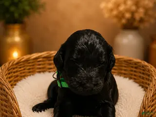 Goldendoodle dogs Green - Ad 8