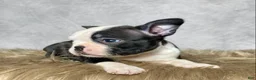Mixed Breed dogs for sale: Miss Daisy  - Ad 5