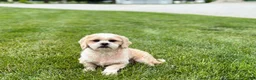 Lhasa Apso dogs for sale: Charles  - Ad 4