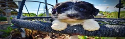 Havapoo dogs for sale: Havapoo Puppy 3 - Ad 2
