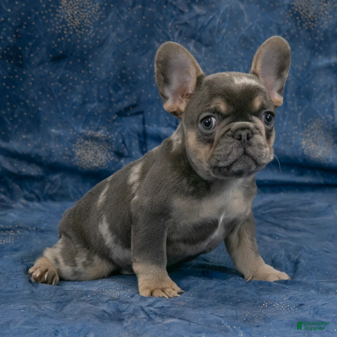 French Bulldog dogs for sale: Rusty - Ad 7