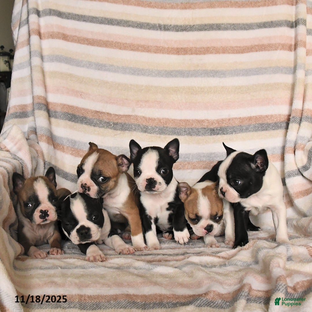Boston Terrier dogs for sale: Delilah - Ad 3