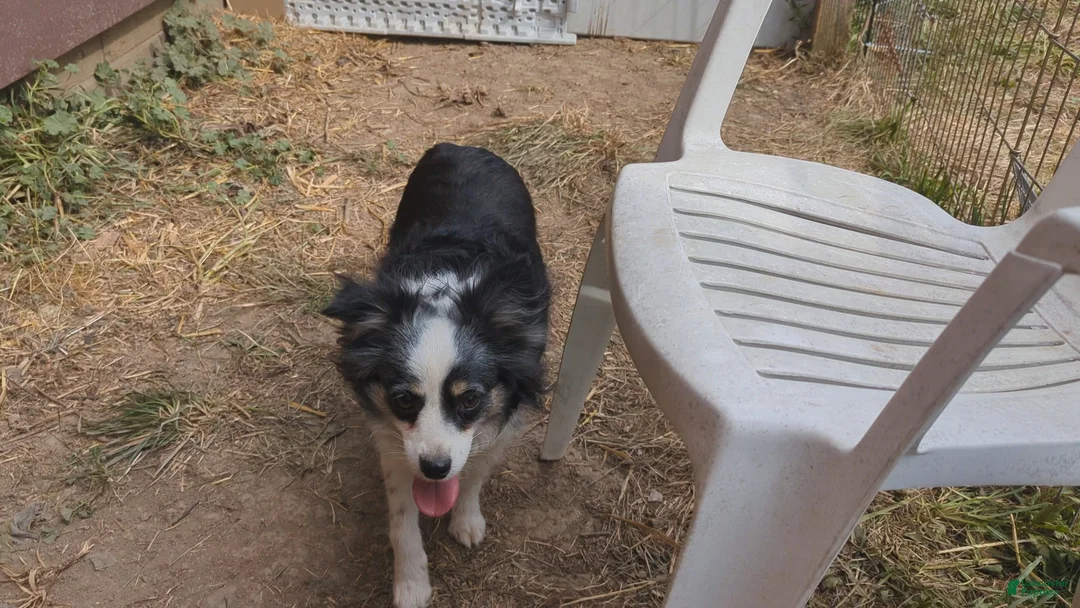 Australian Shepherd dogs for sale: NESSIE - Ad 8