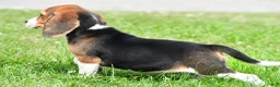 Beagle dogs for sale: Cassandra - Ad 10