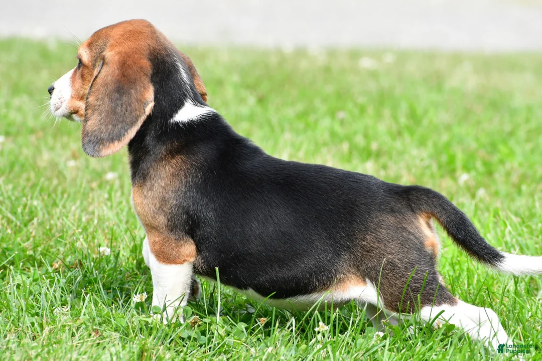 Beagle dogs for sale: Cassandra - Ad 10