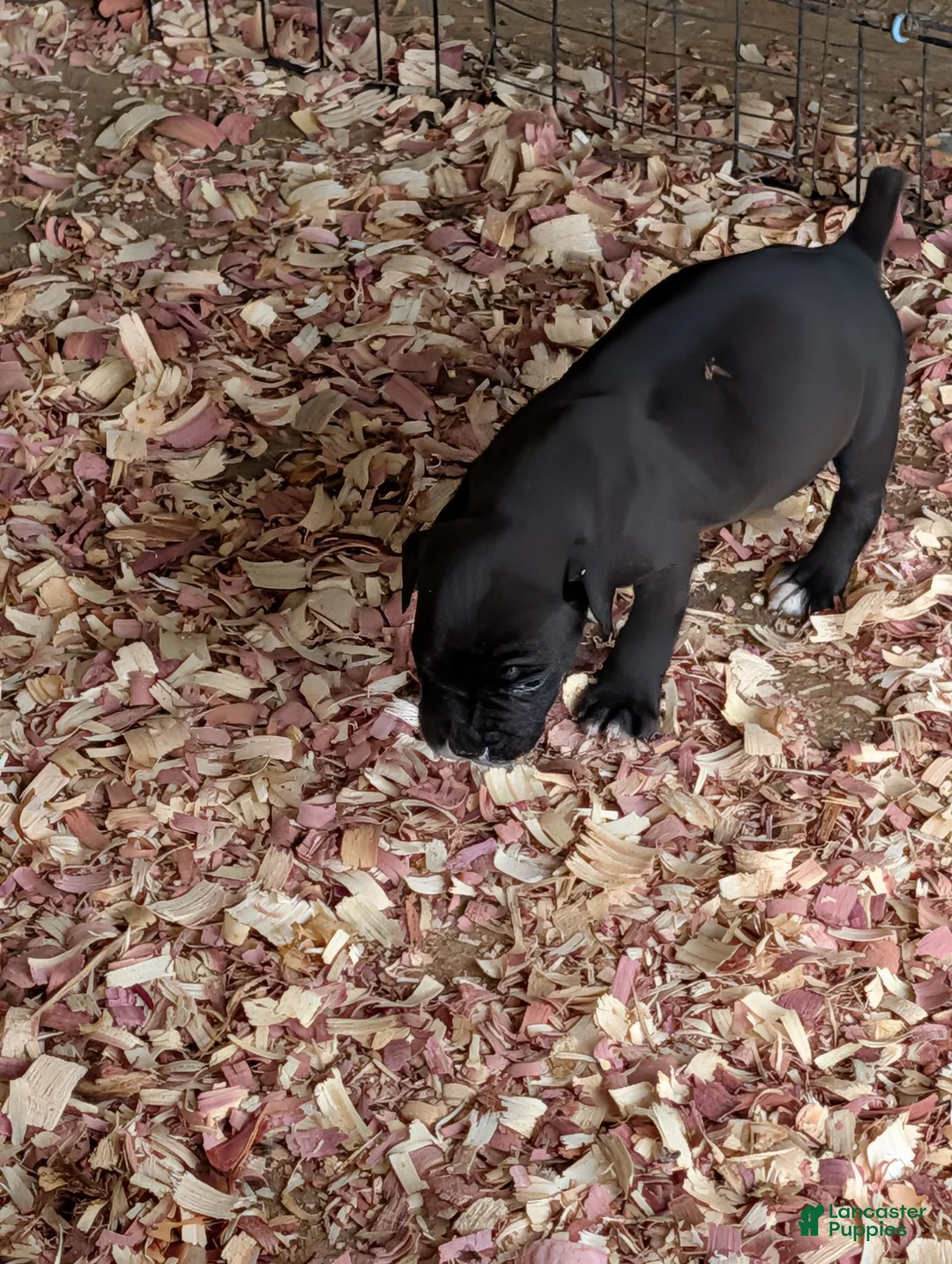 Cane Corso dogs for sale: Cane Corso 10 - Ad 2
