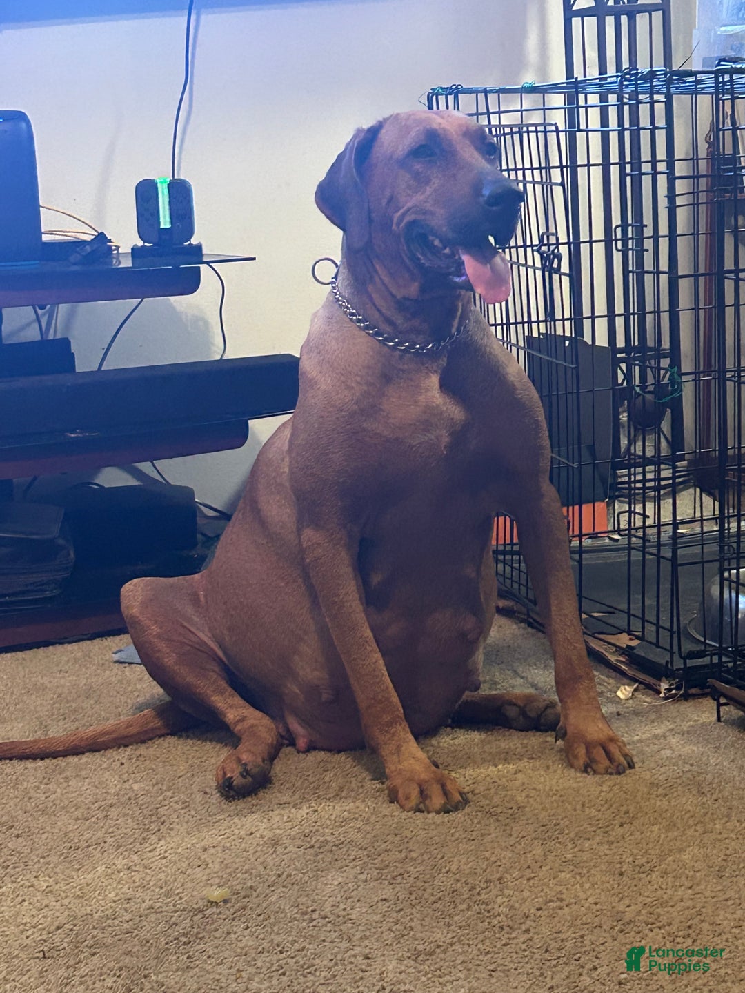 Rhodesian Ridgeback dogs for sale: Rhodesian Ridgeback Puppy 5 - Ad 3