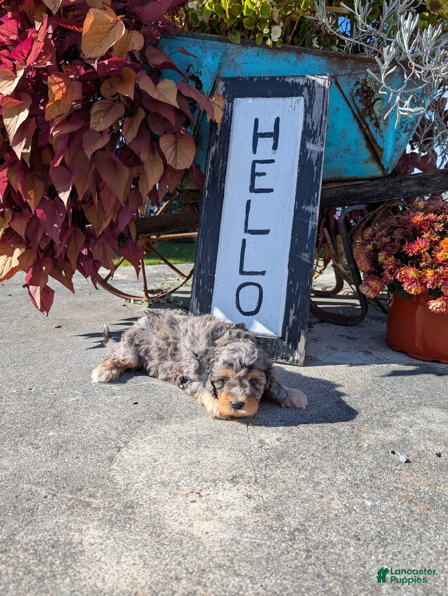 Cavapoo dogs Haze - Ad 12