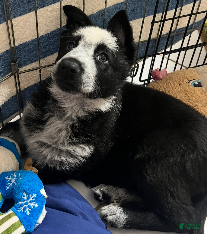 German Shepherd dogs Freddie -German Shepherd Puppy  - Ad 15