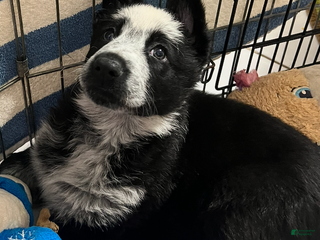 German Shepherd dogs Freddie -German Shepherd Puppy - Ad 8