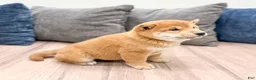 Shiba Inu dogs for sale: Charmer - Ad 3