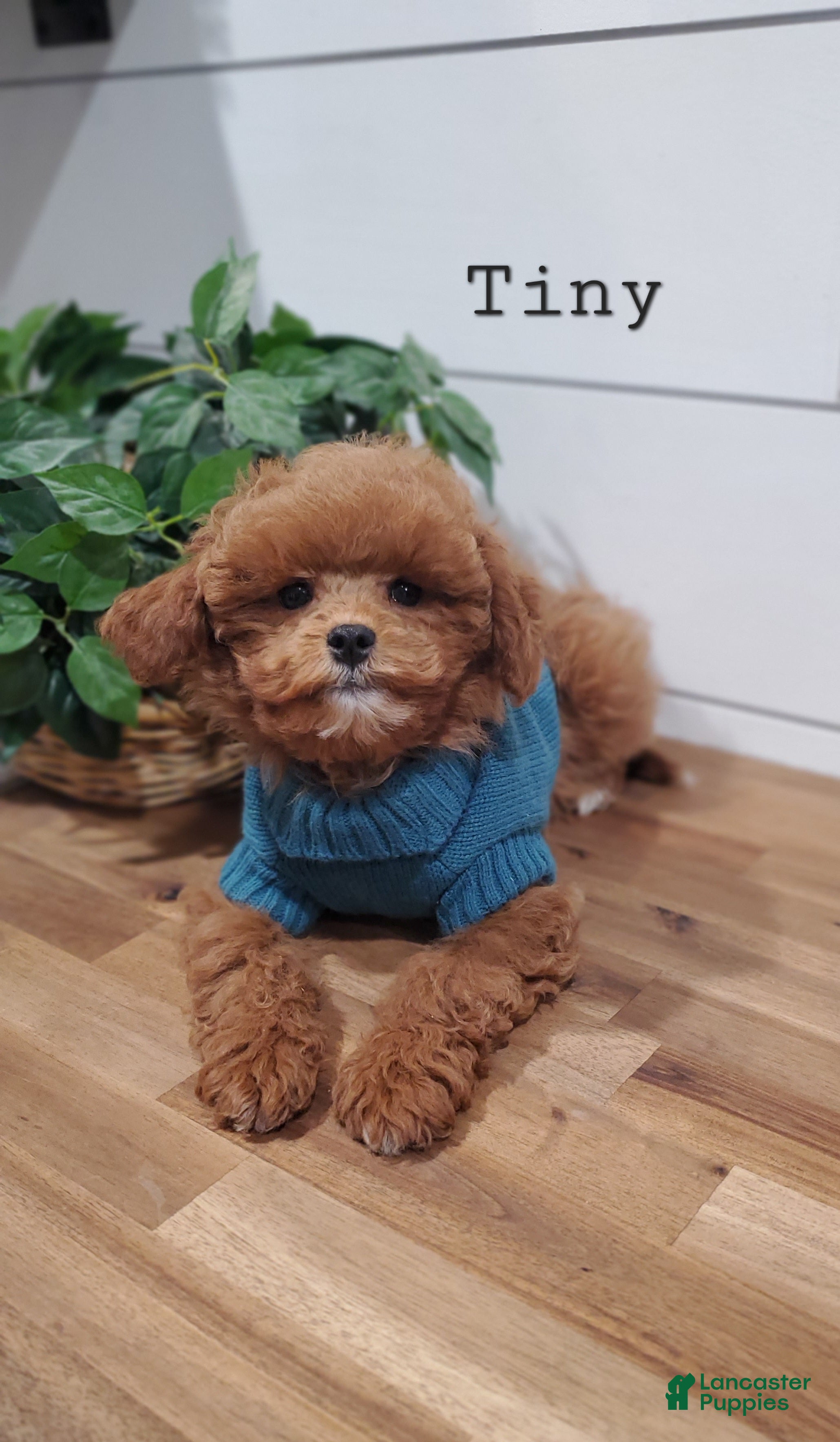 Cavapoo dogs for sale: Tiny - Ad 1