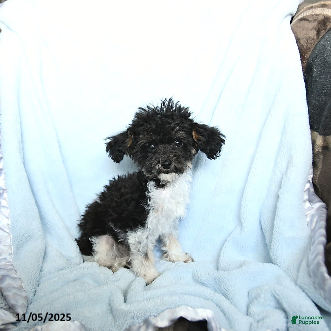 Toy Poodle dogs for sale: Kody - Ad 7