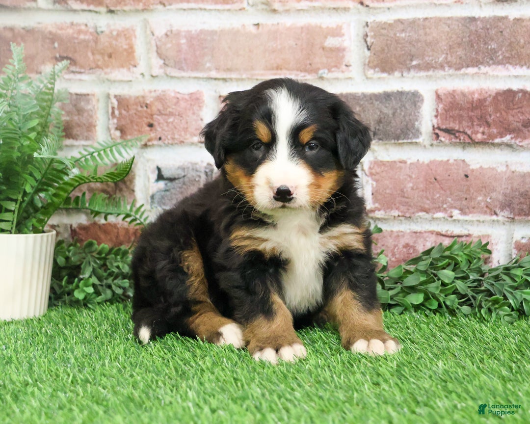 Bernese Mountain Dog dogs for sale: Stockings  - Ad 2